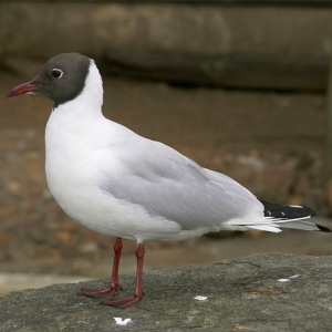 Suddenstrike Pest Control Pest Control Cheshire | Domestic, Commercial, Agricultural | Black headed gull