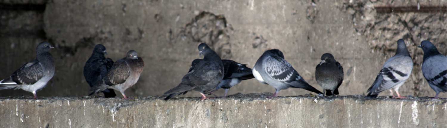 Suddenstrike Pest Control Pest Control Cheshire | Domestic, Commercial, Agricultural | Pigeons