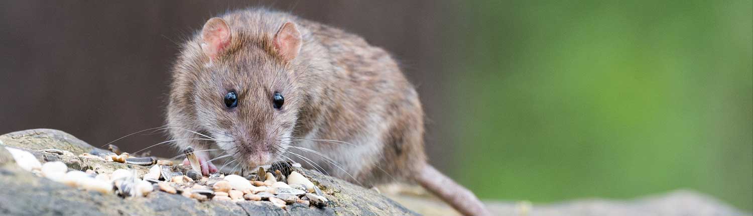 Suddenstrike Pest Control Pest Control Cheshire | Domestic, Commercial, Agricultural | Eating rat