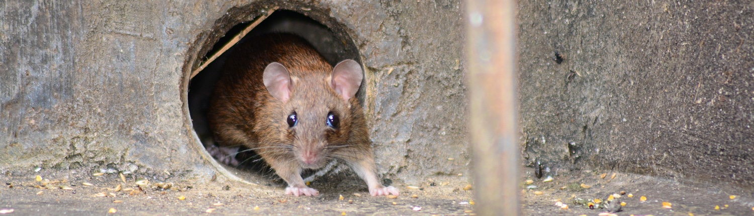 Suddenstrike Pest Control Pest Control Cheshire | Domestic, Commercial, Agricultural | Emerging rat